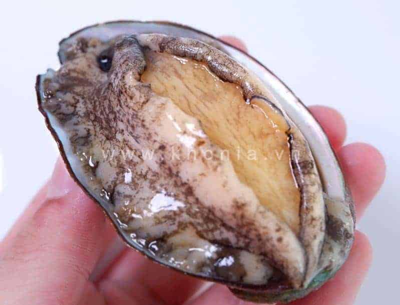 bao-ngu-tuoi-han-quoc-5